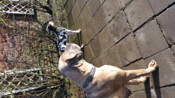 Prachtige Duitse Dog pup van paula die geboren is bij ons op de boerderij - 8