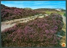 NATUUR Bloeiende heide