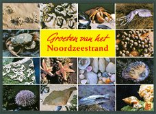 NATUUR Groeten van het Noordzeestrand