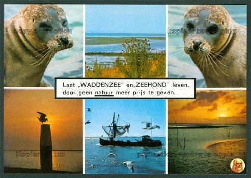NATUUR Laat Waddenzee en Zeehond leven (v2) - 1