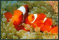 NATUUR Clownvissen (van Finding Nemo) in Nationaal Park Teluk Cendrawasih - Wereld Natuur Fonds - 1 - Thumbnail