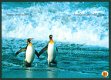 NATUUR Keizerspinguins - 1 - Thumbnail