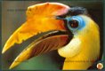 NATUUR Neushoornvogel in het Kayan Mentarang-regenwoud - Wereld Natuur Fonds, Zeist - 1 - Thumbnail