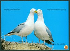 NATUUR Zilvermeeuwen