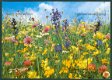 NATUUR Alpenflora - 1 - Thumbnail