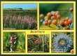 NATUUR Duinflora - Wilgeroosje, Lijsterbes, Rode ogentroost, Vleeskleurige orchis, Zandblauwtje - 1 - Thumbnail