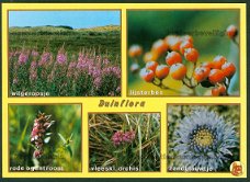 NATUUR Duinflora - Wilgeroosje, Lijsterbes, Rode ogentroost, Vleeskleurige orchis, Zandblauwtje