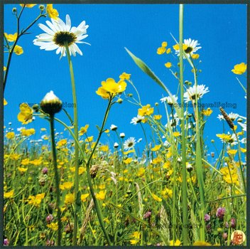 NATUUR Kruidenrijk grasland met Boterbloemen en Margrieten - Natuurmonumenten, 15x15 cm - 1