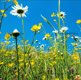 NATUUR Kruidenrijk grasland met Boterbloemen en Margrieten - Natuurmonumenten, 15x15 cm - 1 - Thumbnail