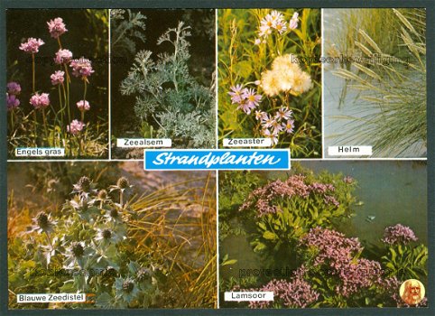 NATUUR Strandplanten - Engels gras, Zeealsem, Zeeaster, Helm, Blauwe zeedistel, Lamsoor - 1