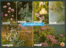 NATUUR Strandplanten - Engels gras, Zeealsem, Zeeaster, Helm, Blauwe zeedistel, Lamsoor