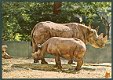 NATUUR Afrikaanse neushoorn - 1 - Thumbnail