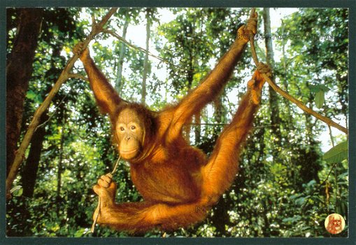 NATUUR Orang Oetan in de tropische bossen van Kalimantan - Wereld Natuur Fonds, Zeist - 1