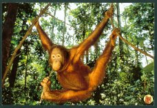 NATUUR Orang Oetan in de tropische bossen van Kalimantan - Wereld Natuur Fonds, Zeist