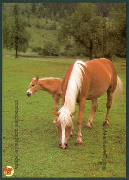 NATUUR Paard met veulen (Drachten 1984) - 1