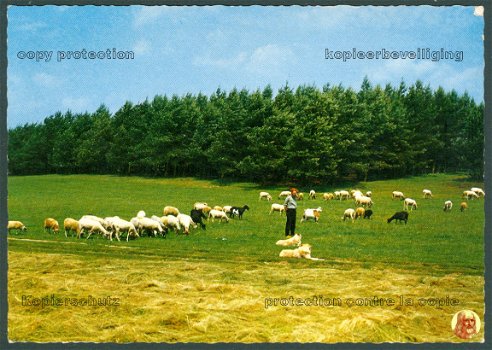 NATUUR Schaapskudde met herder - 1