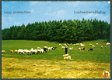 NATUUR Schaapskudde met herder - 1 - Thumbnail