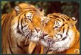 NATUUR Tijgers in het Kerinci Seblat-reservaat op Sumatra - Wereld Natuur Fonds, Zeist - 1 - Thumbnail
