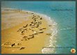 NATUUR Zeehonden met jongen op de zandbank - 1 - Thumbnail