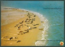 NATUUR Zeehonden met jongen op de zandbank