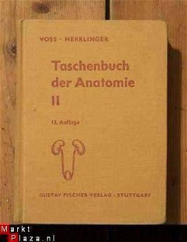 Voss/Herrlinger - Taschenbuch der Anatomie II - 1