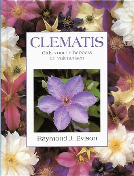 Clematis - 1