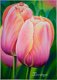 Schilderij Tulip Dordogne - 1 - Thumbnail