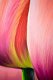 Schilderij Tulip Dordogne - 3 - Thumbnail