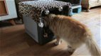 Superleuke artikelen voor katten - opbrengst naar zwerfdierenprojecten - 2 - Thumbnail