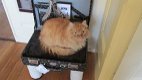 Superleuke artikelen voor katten - opbrengst naar zwerfdierenprojecten - 5 - Thumbnail