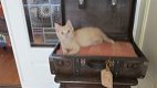 Superleuke artikelen voor katten - opbrengst naar zwerfdierenprojecten - 6 - Thumbnail