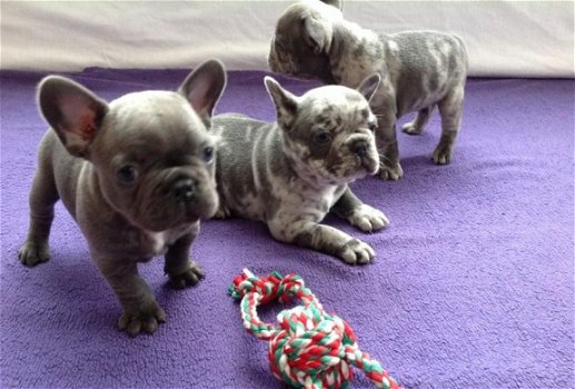 Hele mooie Blauwe Merle Franse Bulldog pups. - 5