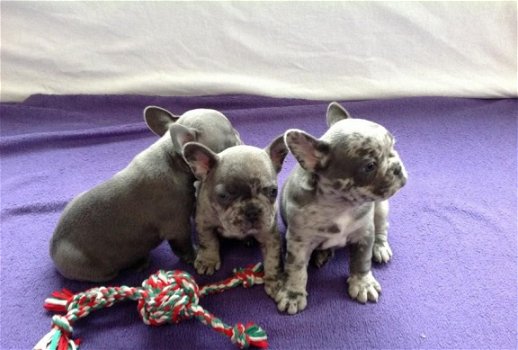 Hele mooie Blauwe Merle Franse Bulldog pups. - 6