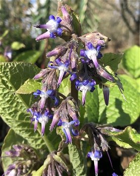 Trachystemon orientalis - 2