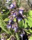 Trachystemon orientalis - 2 - Thumbnail