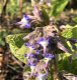 Trachystemon orientalis - 3 - Thumbnail