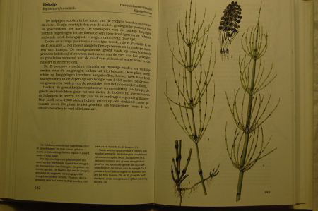Water- en Weideplanten - Afbeelding 3