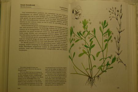 Water- en Weideplanten - Afbeelding 4