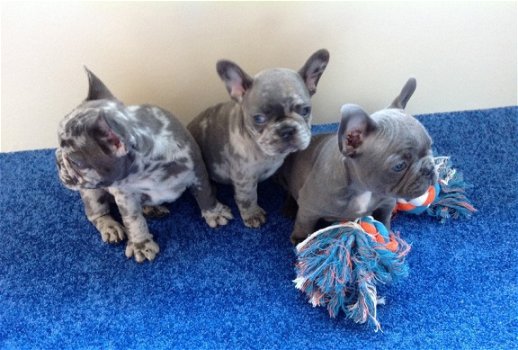 Mooie Blauwe Merle Franse Bulldog pups te koop. - 1