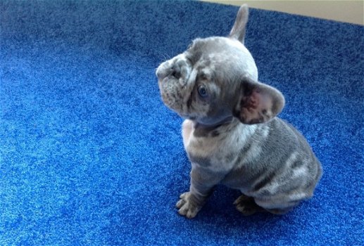 Mooie Blauwe Merle Franse Bulldog pups te koop. - 3