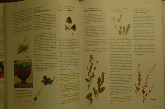 Het complete boek over kruiden - Afbeelding 6