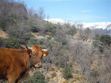 natuurhuisje, vakantiehuisjes in de natuur spanje - 6