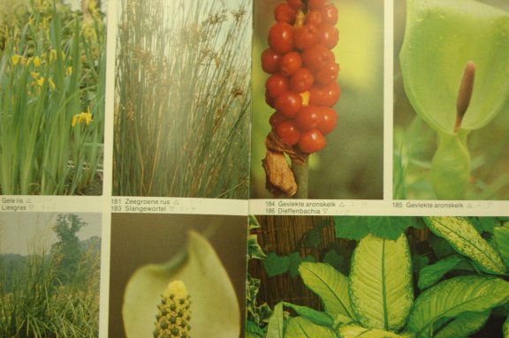 Elseviers gids van giftige planten - Afbeelding 2