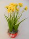 kunstbloemen,kunstplanten,narcis,geel,voorjaar,zijdebloemen - 1 - Thumbnail