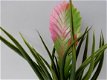 kunstplanten,kunstbloemen,tillantsia,plastic,aquarium,terrarium - 3 - Thumbnail