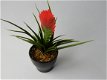 kunstplanten,kunstbloemen,tillantsia,plastic,aquarium,terrarium - 4 - Thumbnail