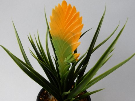 kunstplanten,kunstbloemen,tillantsia,plastic,aquarium,terrarium - 5