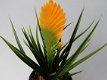 kunstplanten,kunstbloemen,tillantsia,plastic,aquarium,terrarium - 5 - Thumbnail