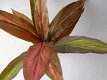 kunstplanten,kunstbloemen,dracena,geel groen,rood groen,slechts €0,99 - 3 - Thumbnail