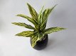 kunstplanten,kunstbloemen,dracena,geel groen,rood groen,slechts €0,99 - 5 - Thumbnail